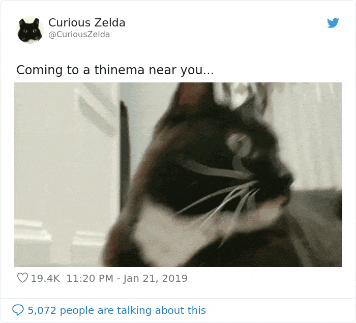 This Funny Cat Named Zelda Takes Over Twitter With Her Funny Posts (45 New Pics)