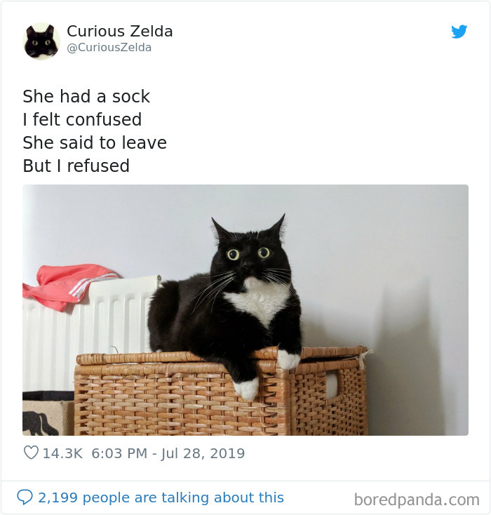 This Funny Cat Named Zelda Takes Over Twitter With Her Funny Posts (45 New Pics)