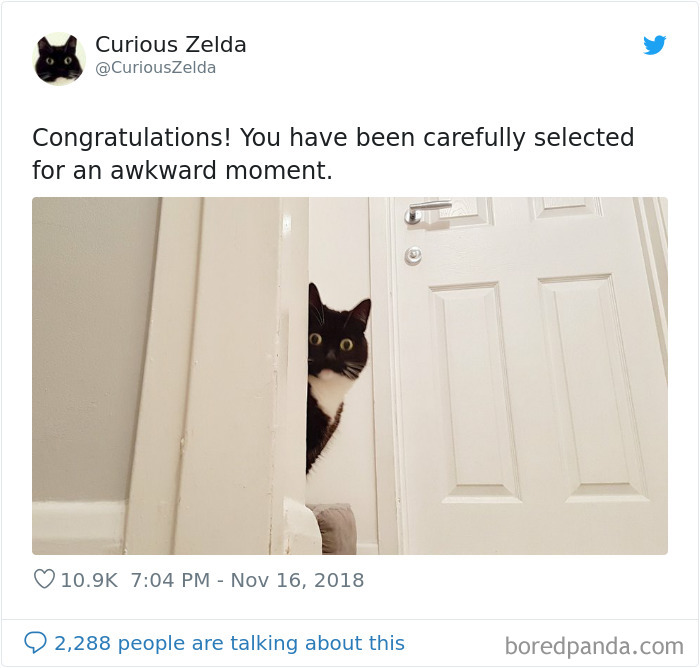 This Funny Cat Named Zelda Takes Over Twitter With Her Funny Posts (45 New Pics)