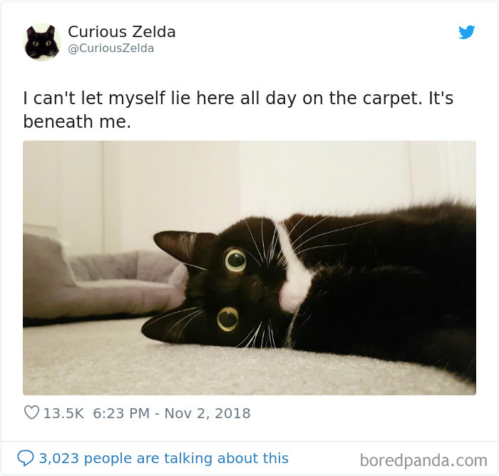 This Funny Cat Named Zelda Takes Over Twitter With Her Funny Posts (45 New Pics)