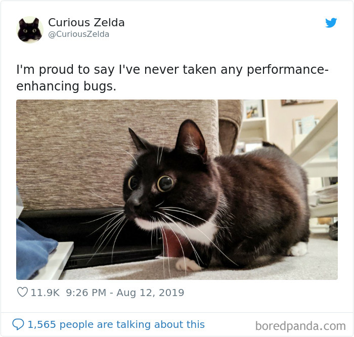 This Funny Cat Named Zelda Takes Over Twitter With Her Funny Posts (45 New Pics)