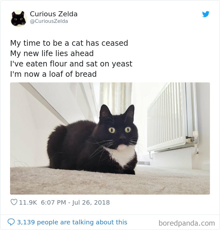 This Funny Cat Named Zelda Takes Over Twitter With Her Funny Posts (45 New Pics)