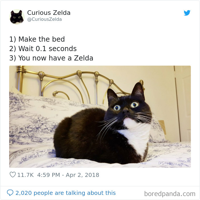 This Funny Cat Named Zelda Takes Over Twitter With Her Funny Posts (45 New Pics)