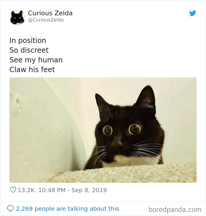 This Funny Cat Named Zelda Takes Over Twitter With Her Funny Posts (45 New Pics)