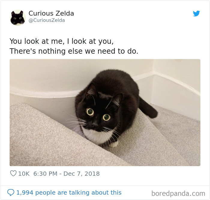 This Funny Cat Named Zelda Takes Over Twitter With Her Funny Posts (45 New Pics)