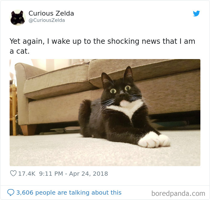 This Funny Cat Named Zelda Takes Over Twitter With Her Funny Posts (45 New Pics)