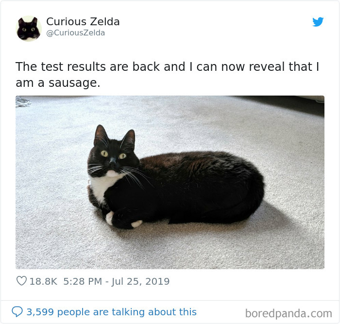This Funny Cat Named Zelda Takes Over Twitter With Her Funny Posts (45 New Pics)