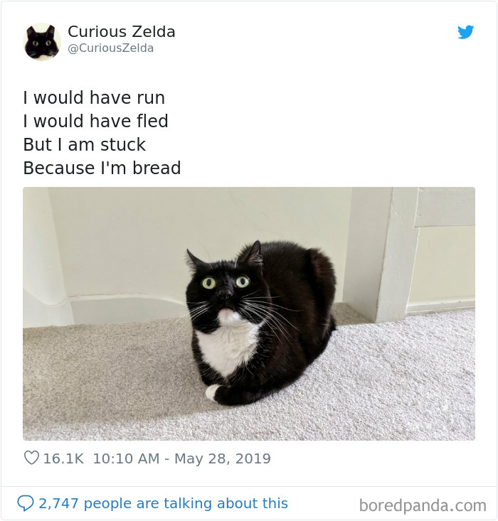 This Funny Cat Named Zelda Takes Over Twitter With Her Funny Posts (45 New Pics)