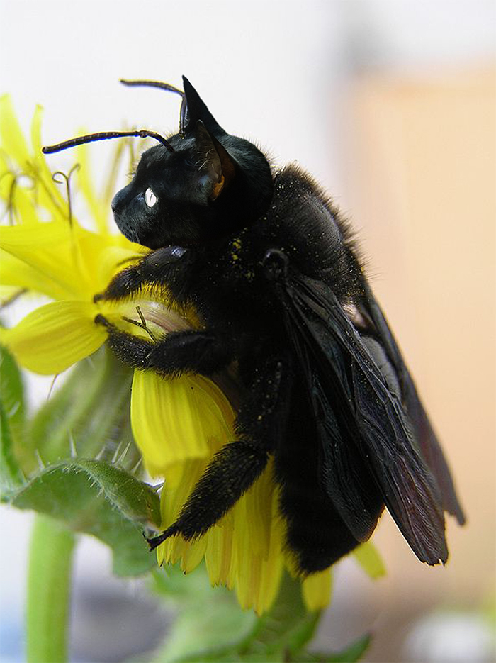 17 People Are Passing The Time By Photoshopping Their Cats&#8217; Faces Onto Bees