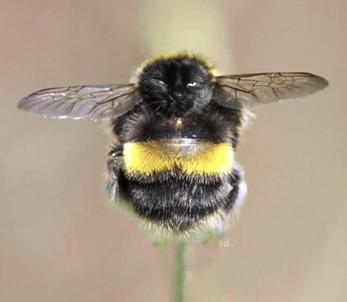 17 People Are Passing The Time By Photoshopping Their Cats&#8217; Faces Onto Bees
