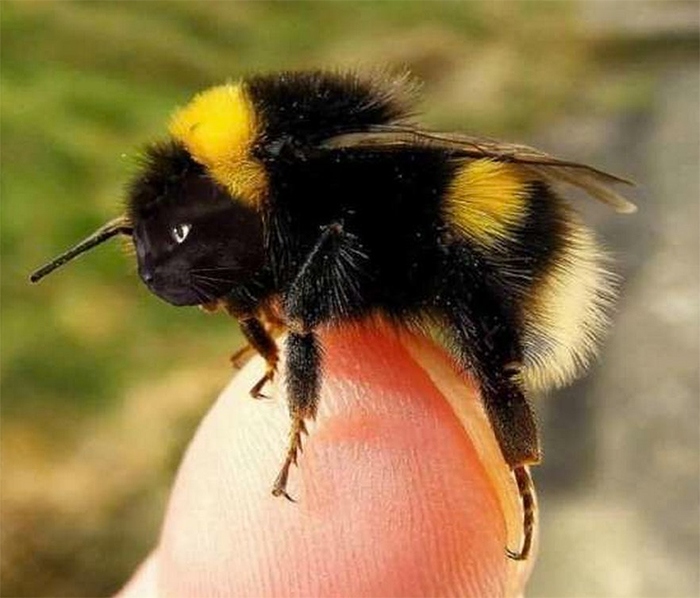 17 People Are Passing The Time By Photoshopping Their Cats&#8217; Faces Onto Bees