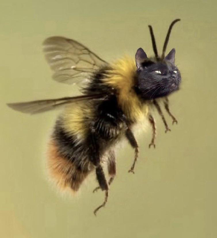 17 People Are Passing The Time By Photoshopping Their Cats&#8217; Faces Onto Bees
