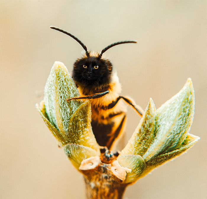 17 People Are Passing The Time By Photoshopping Their Cats&#8217; Faces Onto Bees