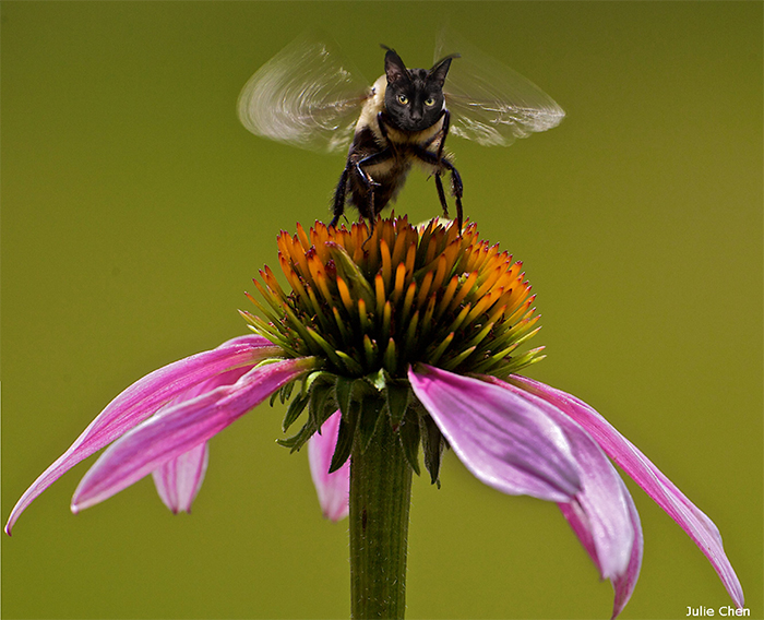 17 People Are Passing The Time By Photoshopping Their Cats&#8217; Faces Onto Bees