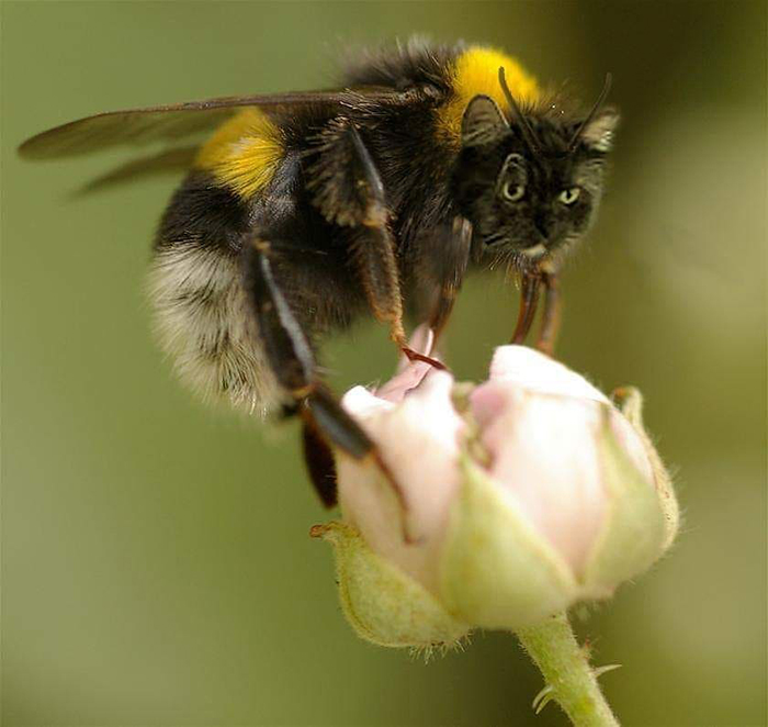 17 People Are Passing The Time By Photoshopping Their Cats&#8217; Faces Onto Bees