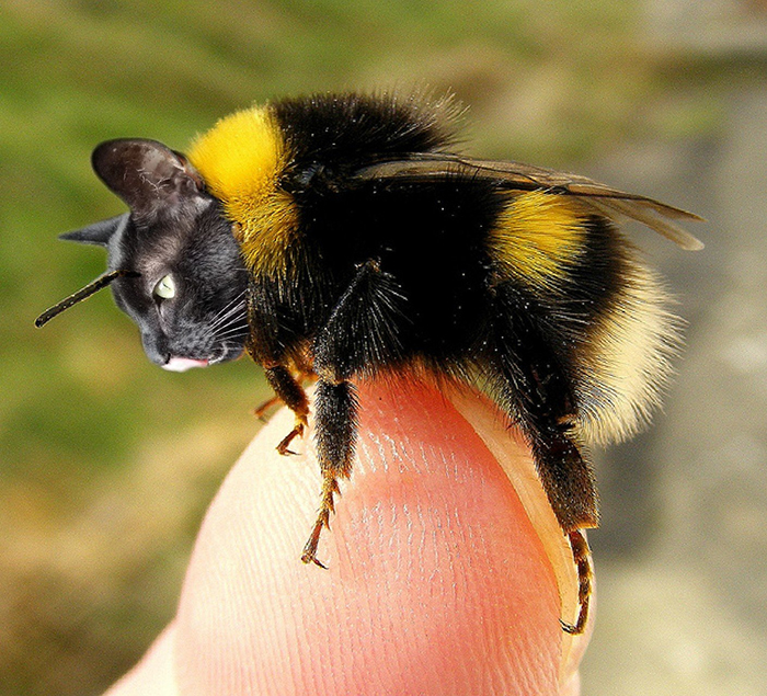 17 People Are Passing The Time By Photoshopping Their Cats&#8217; Faces Onto Bees