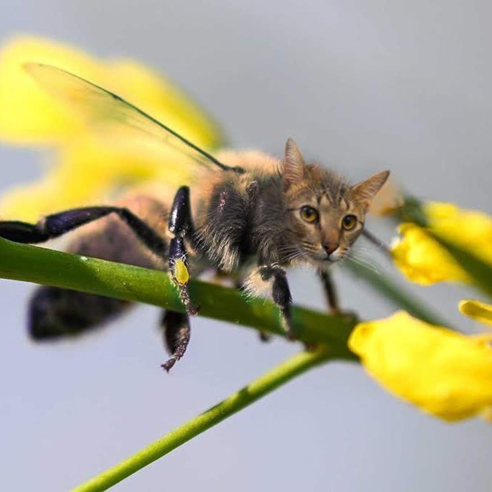 17 People Are Passing The Time By Photoshopping Their Cats&#8217; Faces Onto Bees
