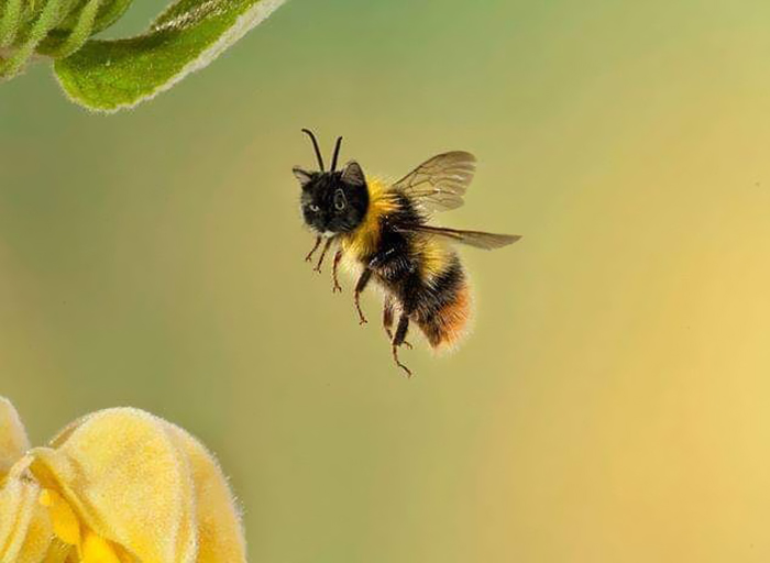 17 People Are Passing The Time By Photoshopping Their Cats&#8217; Faces Onto Bees