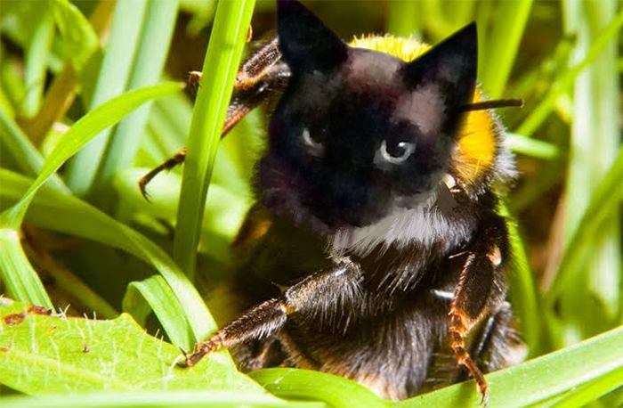 17 People Are Passing The Time By Photoshopping Their Cats&#8217; Faces Onto Bees