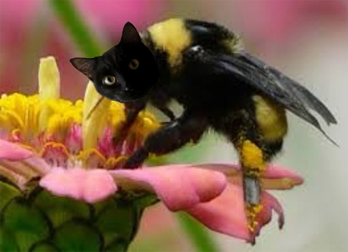17 People Are Passing The Time By Photoshopping Their Cats&#8217; Faces Onto Bees