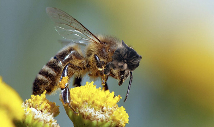 17 People Are Passing The Time By Photoshopping Their Cats&#8217; Faces Onto Bees