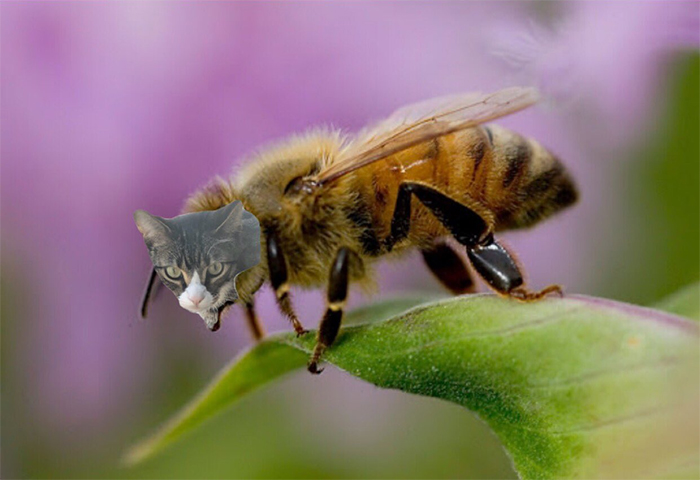 17 People Are Passing The Time By Photoshopping Their Cats&#8217; Faces Onto Bees
