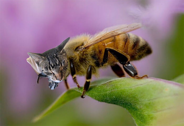 17 People Are Passing The Time By Photoshopping Their Cats&#8217; Faces Onto Bees