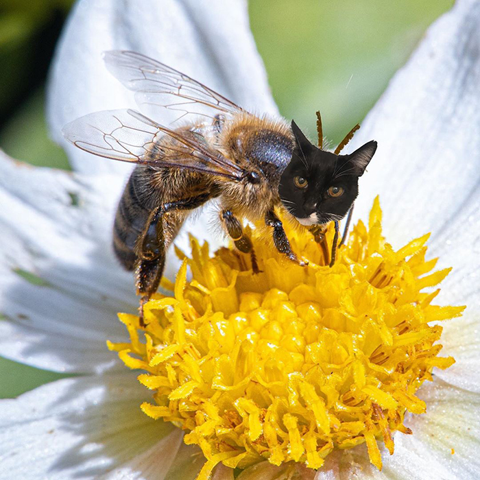 17 People Are Passing The Time By Photoshopping Their Cats&#8217; Faces Onto Bees