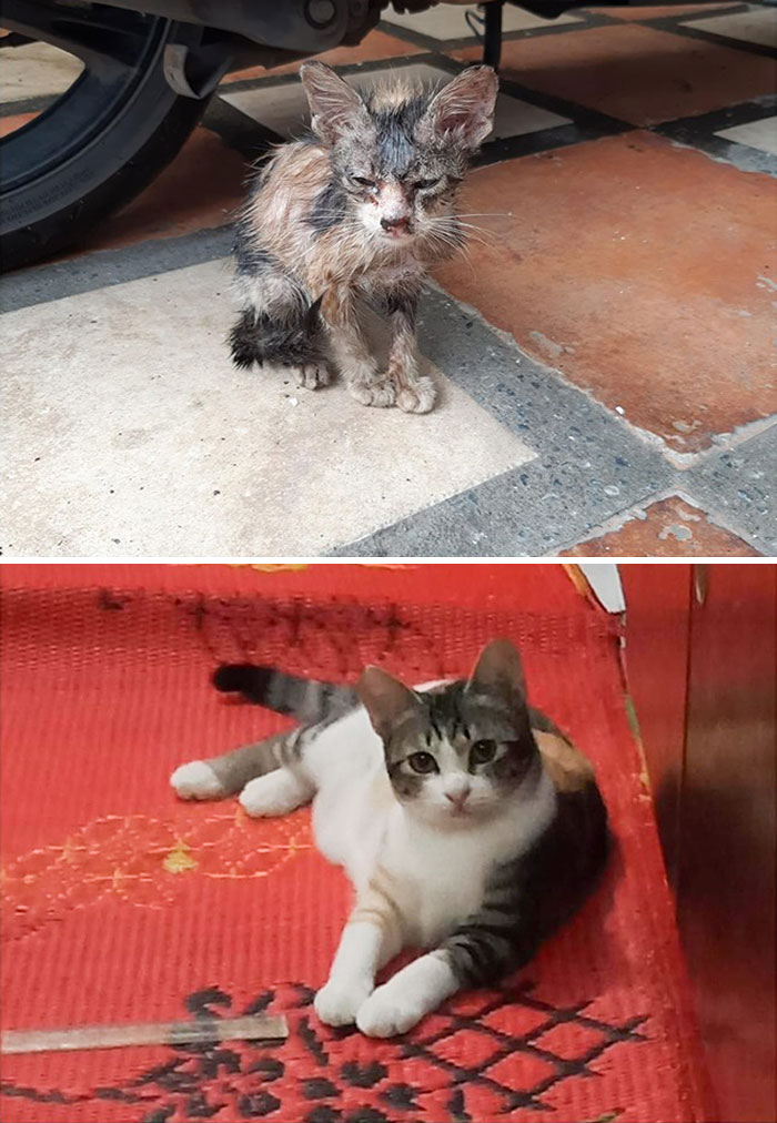 People Are Sharing Before And After Adoption Pictures Of Their Cats And It&#8217;s Heartwarming (35 Pics)