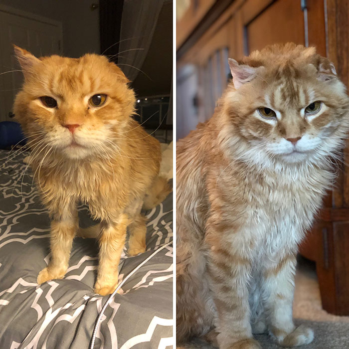 People Are Sharing Before And After Adoption Pictures Of Their Cats And It&#8217;s Heartwarming (35 Pics)