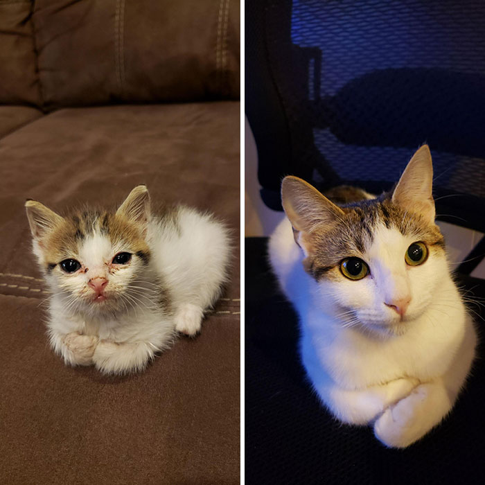 People Are Sharing Before And After Adoption Pictures Of Their Cats And It&#8217;s Heartwarming (35 Pics)