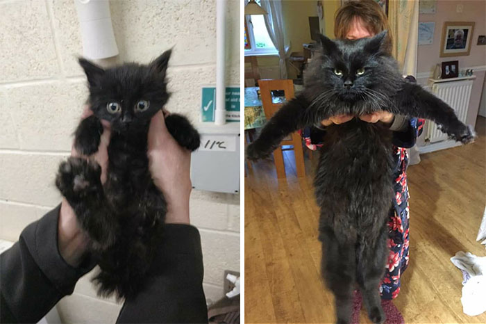 People Are Sharing Before And After Adoption Pictures Of Their Cats And It&#8217;s Heartwarming (35 Pics)