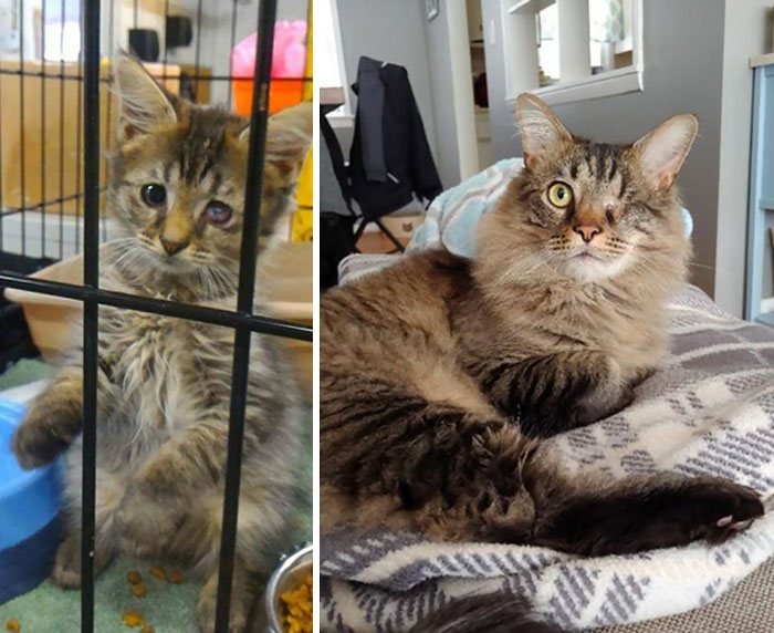 People Are Sharing Before And After Adoption Pictures Of Their Cats And It&#8217;s Heartwarming (35 Pics)