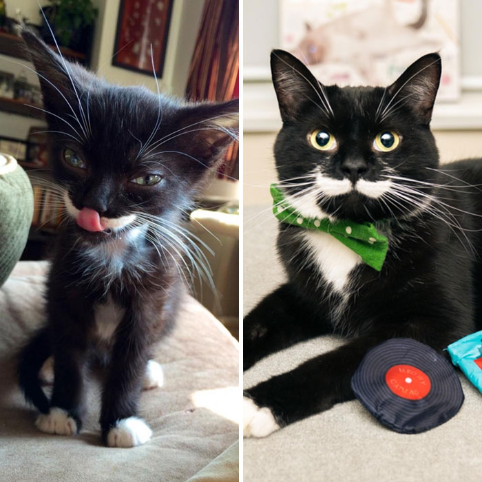 People Are Sharing Before And After Adoption Pictures Of Their Cats And It&#8217;s Heartwarming (35 Pics)