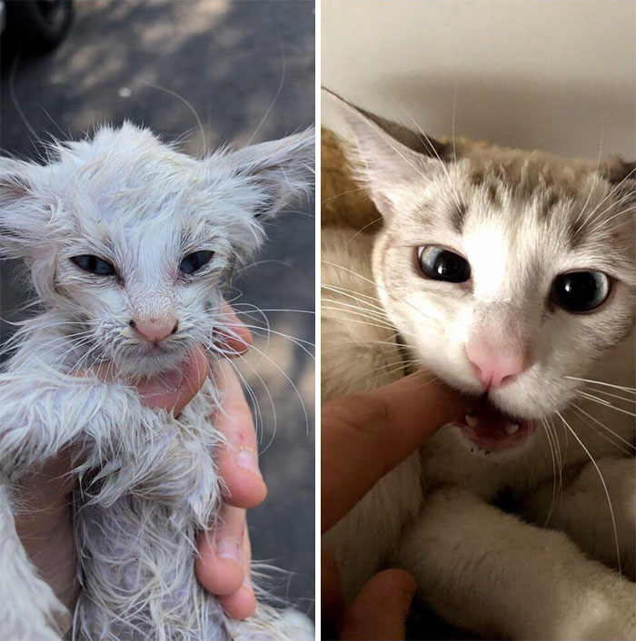 People Are Sharing Before And After Adoption Pictures Of Their Cats And It&#8217;s Heartwarming (35 Pics)