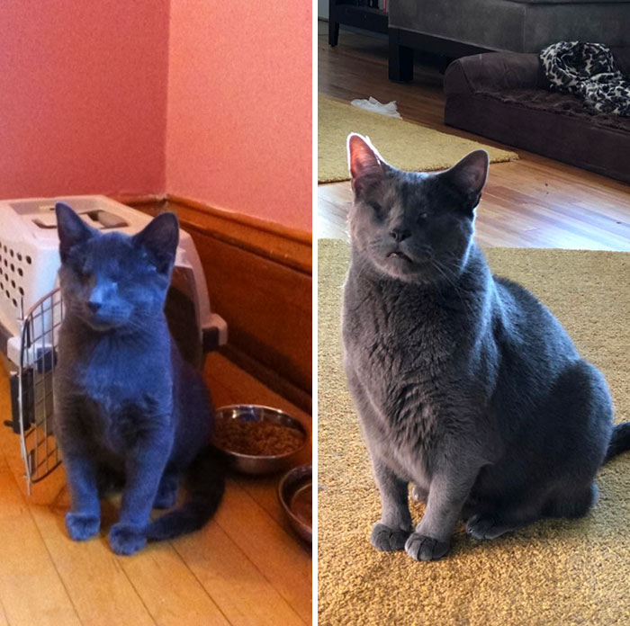 People Are Sharing Before And After Adoption Pictures Of Their Cats And It&#8217;s Heartwarming (35 Pics)