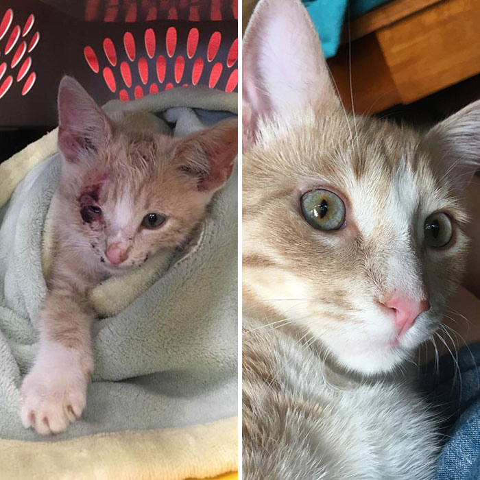 People Are Sharing Before And After Adoption Pictures Of Their Cats And It&#8217;s Heartwarming (35 Pics)