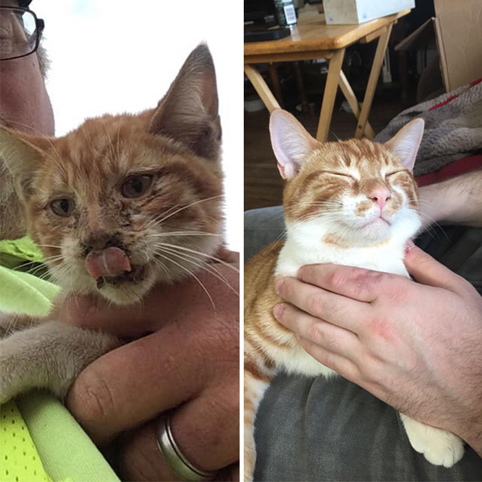 People Are Sharing Before And After Adoption Pictures Of Their Cats And It&#8217;s Heartwarming (35 Pics)