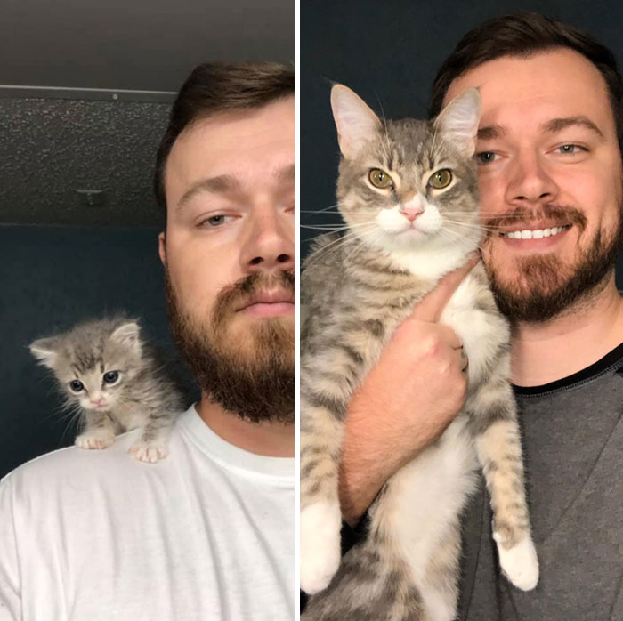 People Are Sharing Before And After Adoption Pictures Of Their Cats And It&#8217;s Heartwarming (35 Pics)