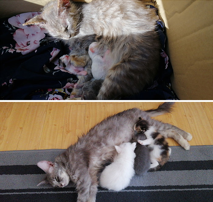 People Are Sharing Before And After Adoption Pictures Of Their Cats And It&#8217;s Heartwarming (35 Pics)