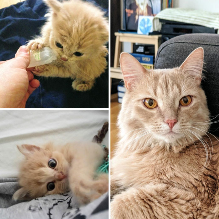 People Are Sharing Before And After Adoption Pictures Of Their Cats And It&#8217;s Heartwarming (35 Pics)