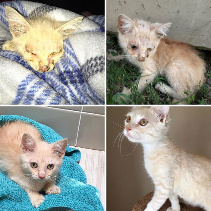 People Are Sharing Before And After Adoption Pictures Of Their Cats And It&#8217;s Heartwarming (35 Pics)