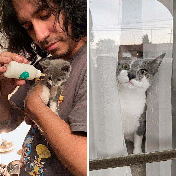 People Are Sharing Before And After Adoption Pictures Of Their Cats And It&#8217;s Heartwarming (35 Pics)
