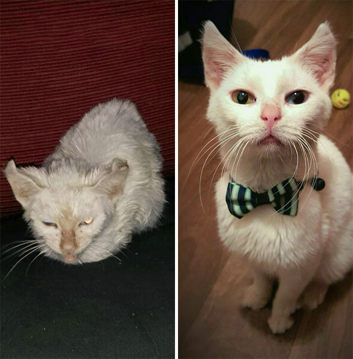 People Are Sharing Before And After Adoption Pictures Of Their Cats And It&#8217;s Heartwarming (35 Pics)
