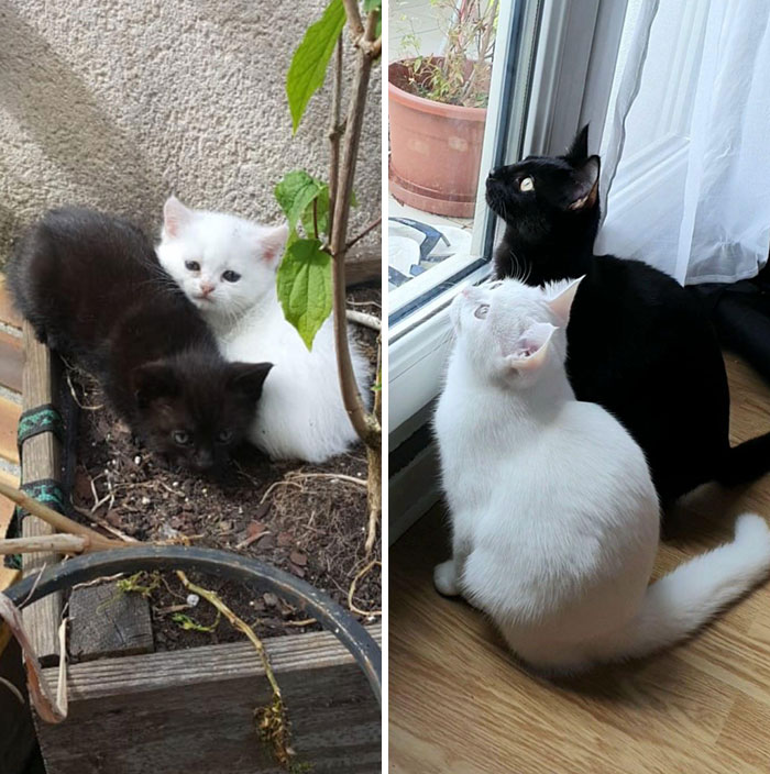 People Are Sharing Before And After Adoption Pictures Of Their Cats And It&#8217;s Heartwarming (35 Pics)