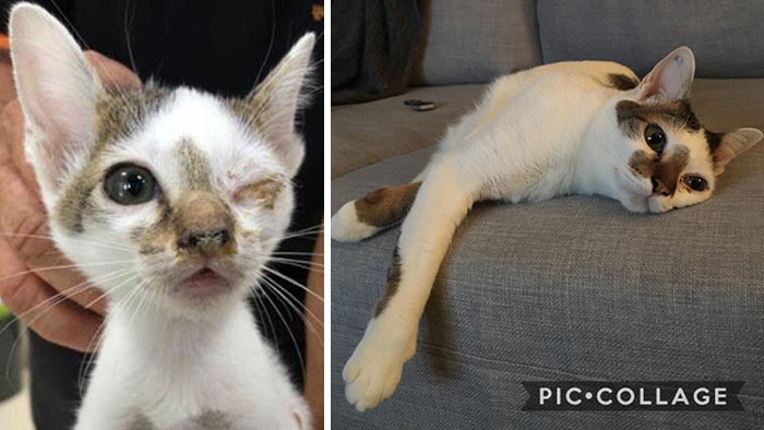 People Are Sharing Before And After Adoption Pictures Of Their Cats And It&#8217;s Heartwarming (35 Pics)