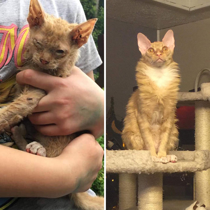 People Are Sharing Before And After Adoption Pictures Of Their Cats And It&#8217;s Heartwarming (35 Pics)