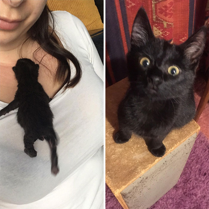People Are Sharing Before And After Adoption Pictures Of Their Cats And It&#8217;s Heartwarming (35 Pics)