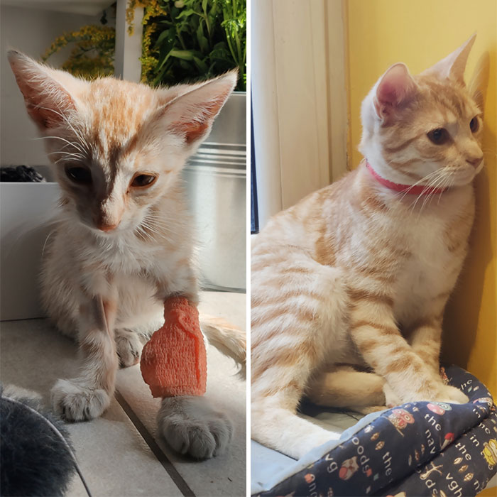People Are Sharing Before And After Adoption Pictures Of Their Cats And It&#8217;s Heartwarming (35 Pics)