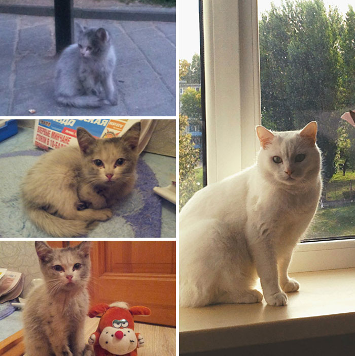 People Are Sharing Before And After Adoption Pictures Of Their Cats And It&#8217;s Heartwarming (35 Pics)